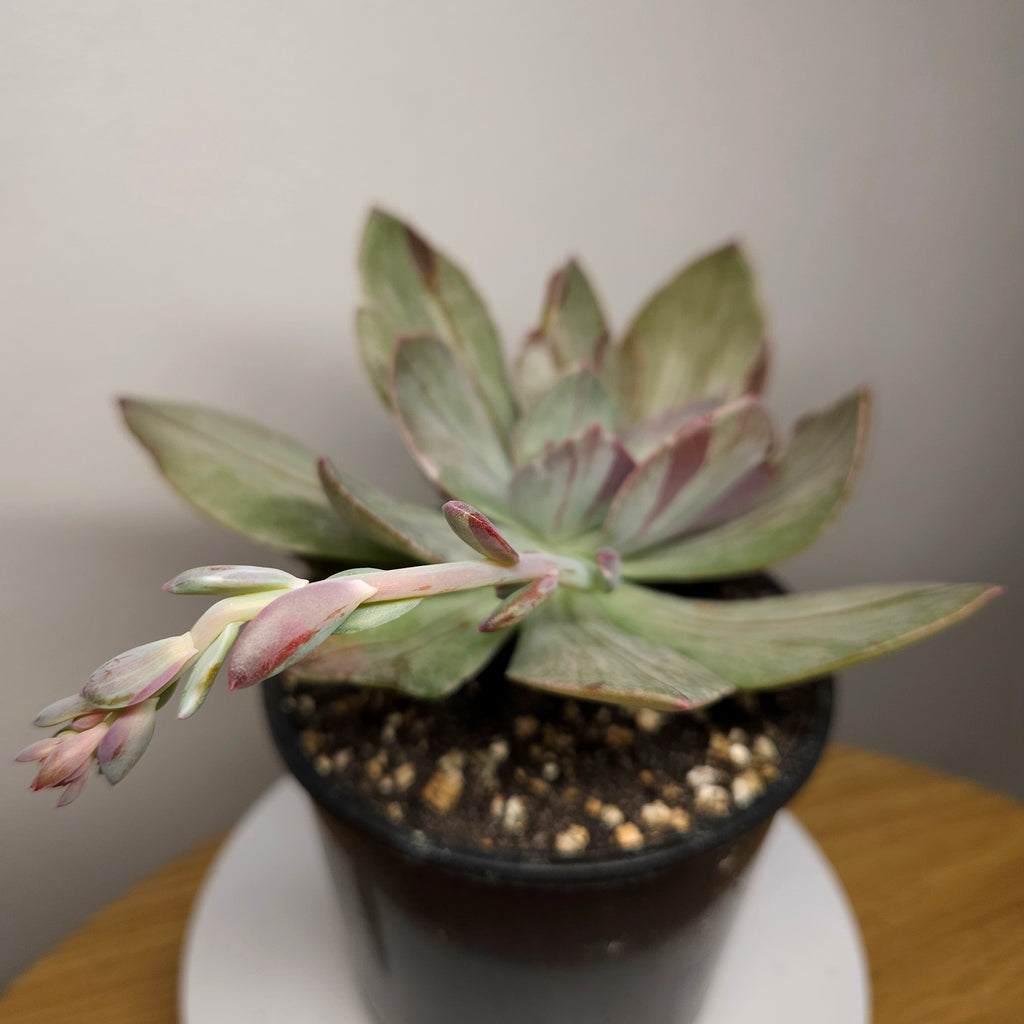Echeveria Mosaic – Rare Patterned Rosette Succulent