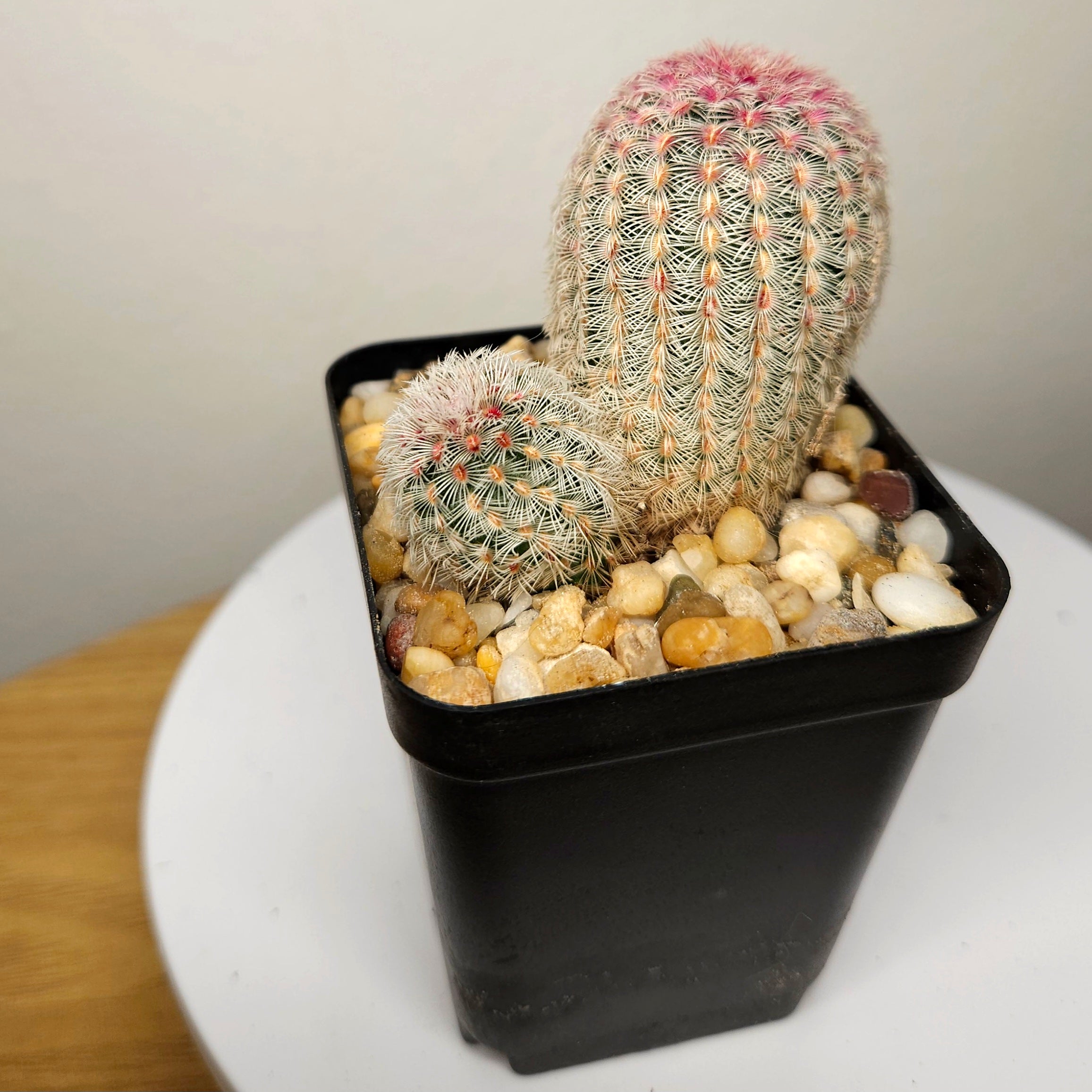 Echinocereus rigidissimus v. rubrispinus albiflora Double – Rainbow Hedgehog Cactus
