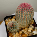Echinocereus rigidissimus v. rubrispinus albiflora Double – Rainbow Hedgehog Cactus
