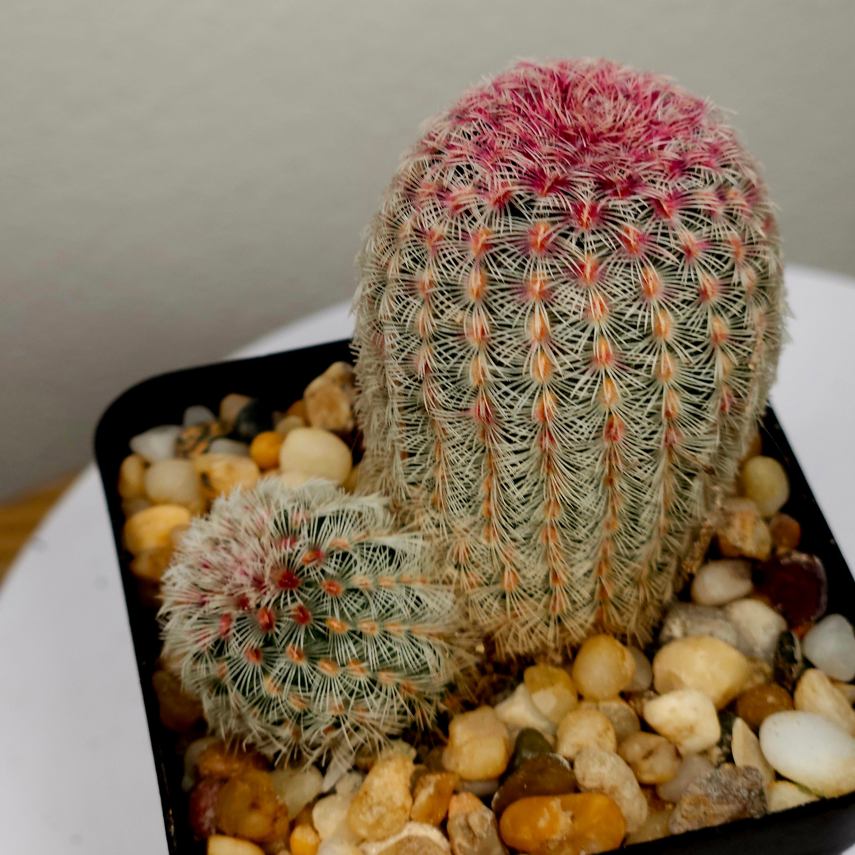 Echinocereus rigidissimus v. rubrispinus albiflora Double – Rainbow Hedgehog Cactus