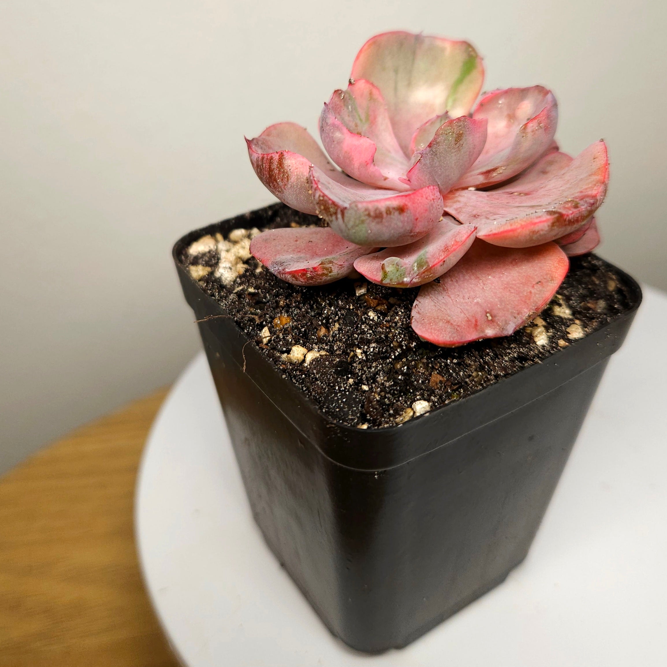Echeveria 'Beyonce Rainbow' – Rare Colourful Rosette Succulent