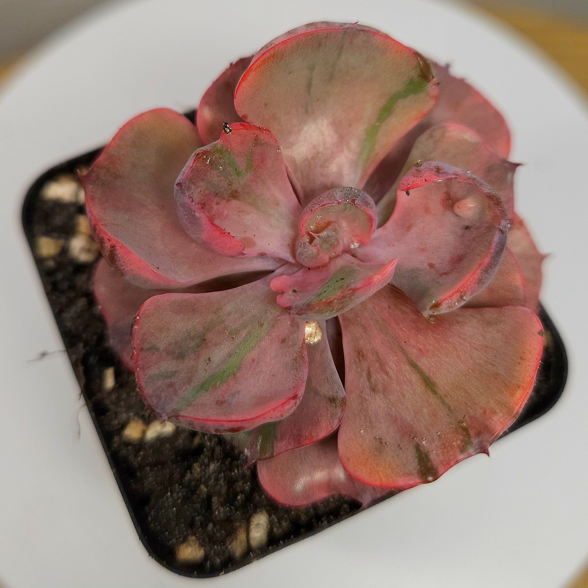 Echeveria 'Beyonce Rainbow' – Rare Colourful Rosette Succulent