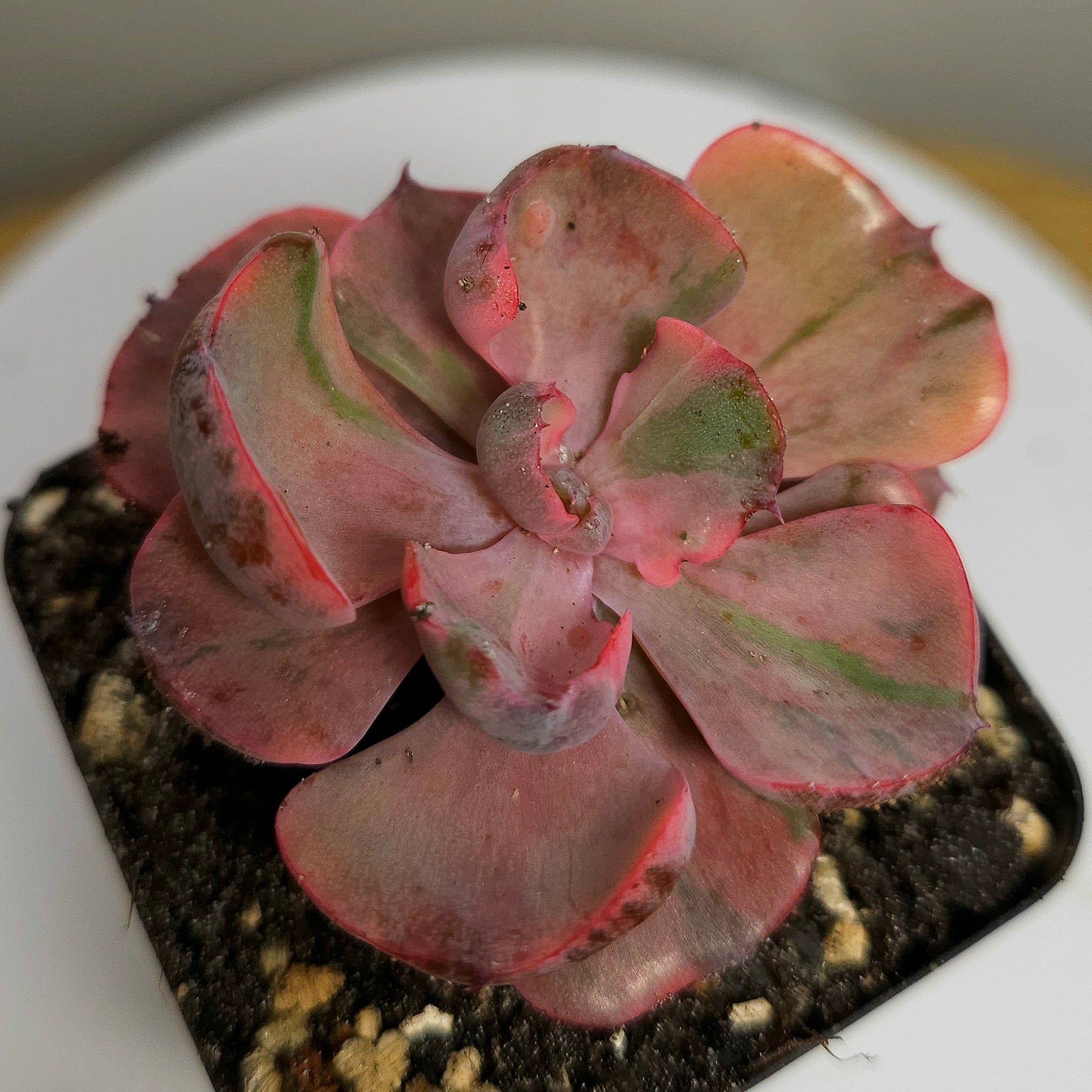 Echeveria 'Beyonce Rainbow' – Rare Colourful Rosette Succulent