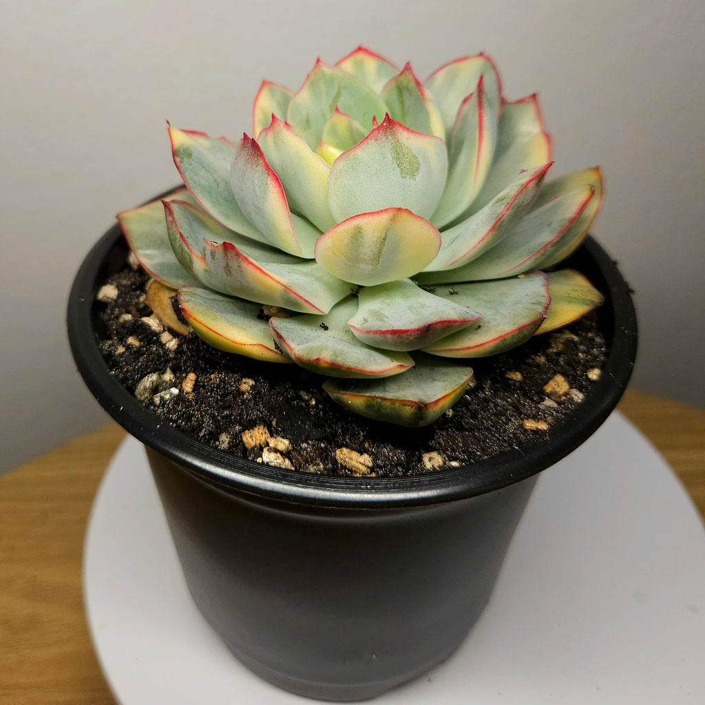Echeveria 'Esther' Variegated – Rare Variegated Rosette Succulent