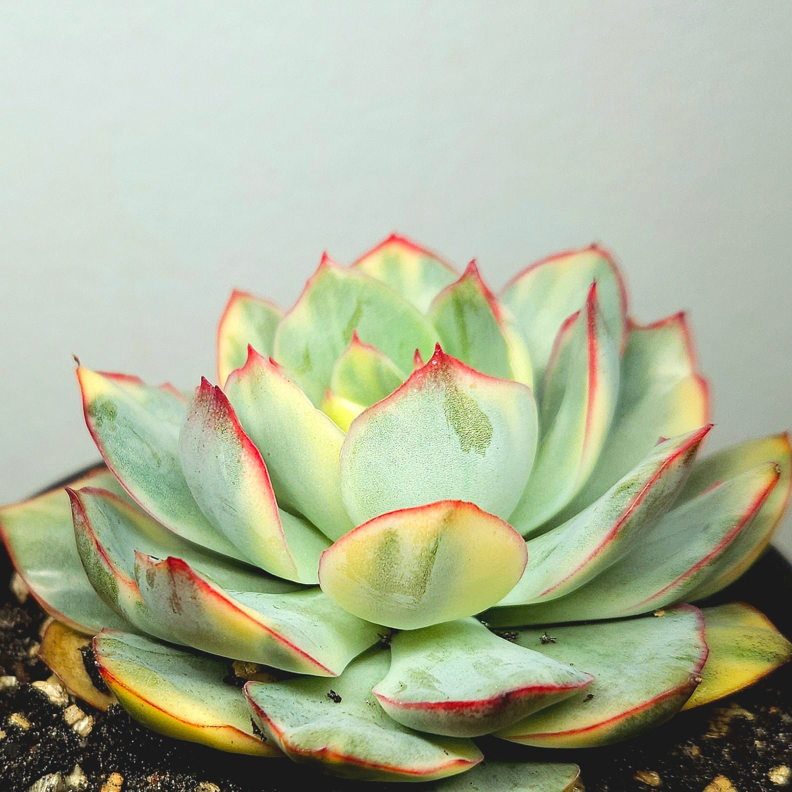 Succulent Nugget Box