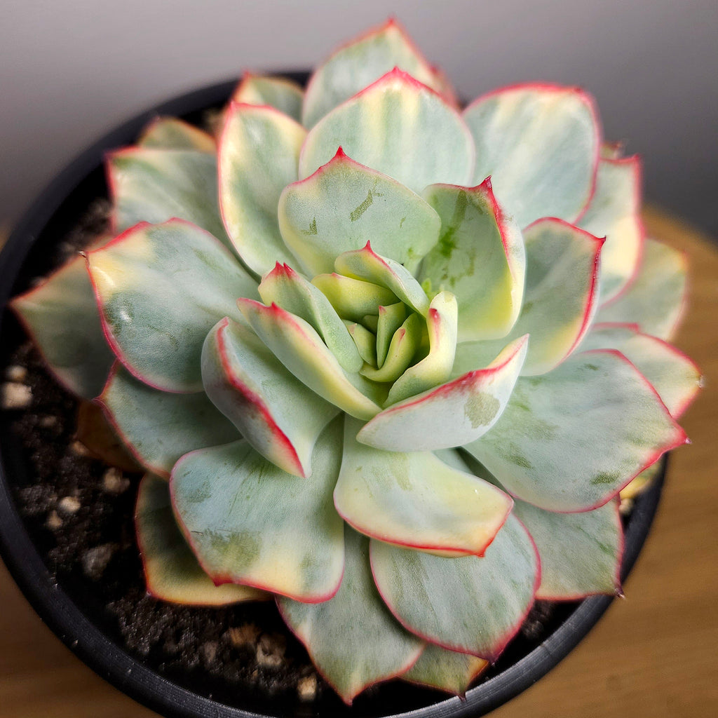 Echeveria 'Esther' Variegated – Rare Variegated Rosette Succulent