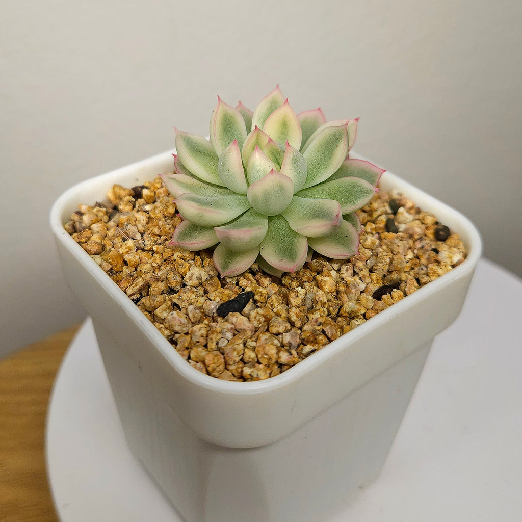 Echeveria 'Mebina' Variegated – Rare Variegated Rosette Succulent