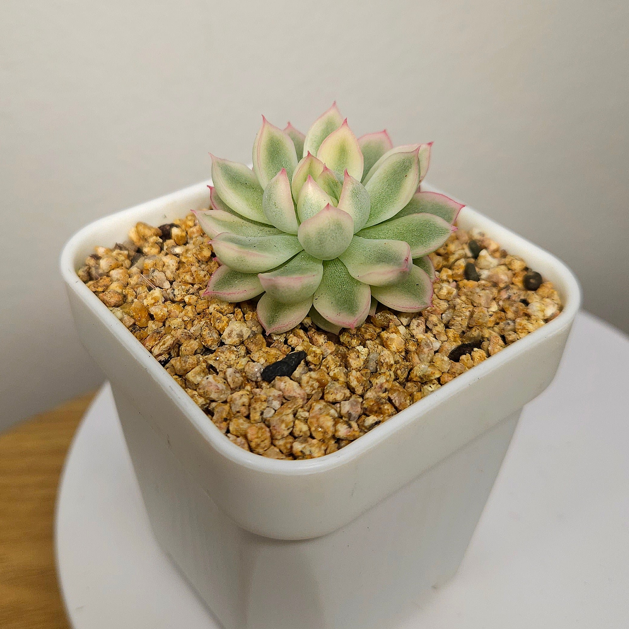 Echeveria 'Mebina' Variegated – Rare Variegated Rosette Succulent