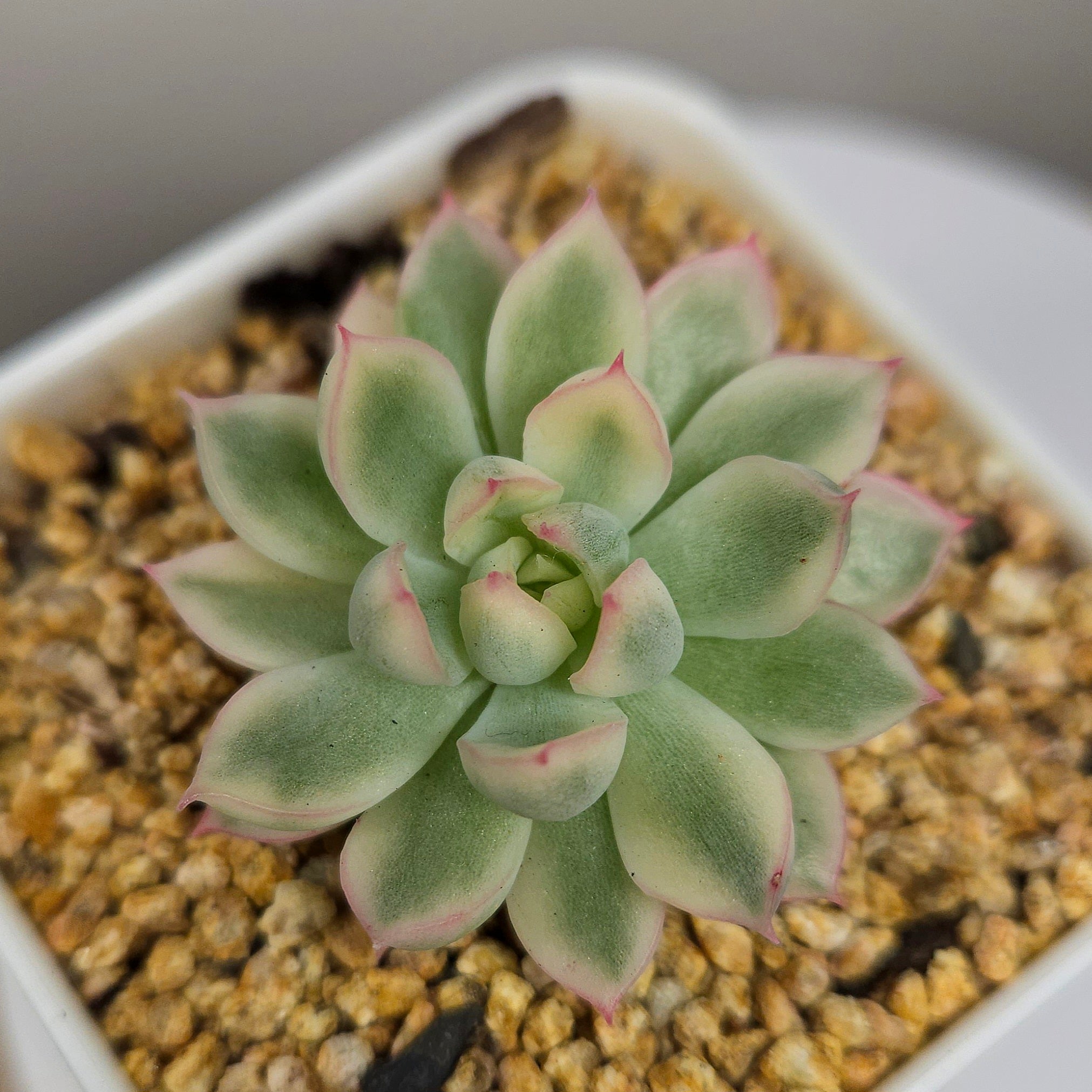 Echeveria 'Mebina' Variegated – Rare Variegated Rosette Succulent