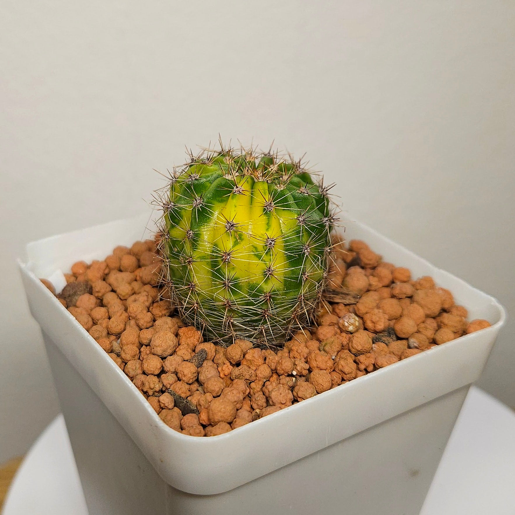 Echinopsis sp. Variegated – Rare Variegated Cactus