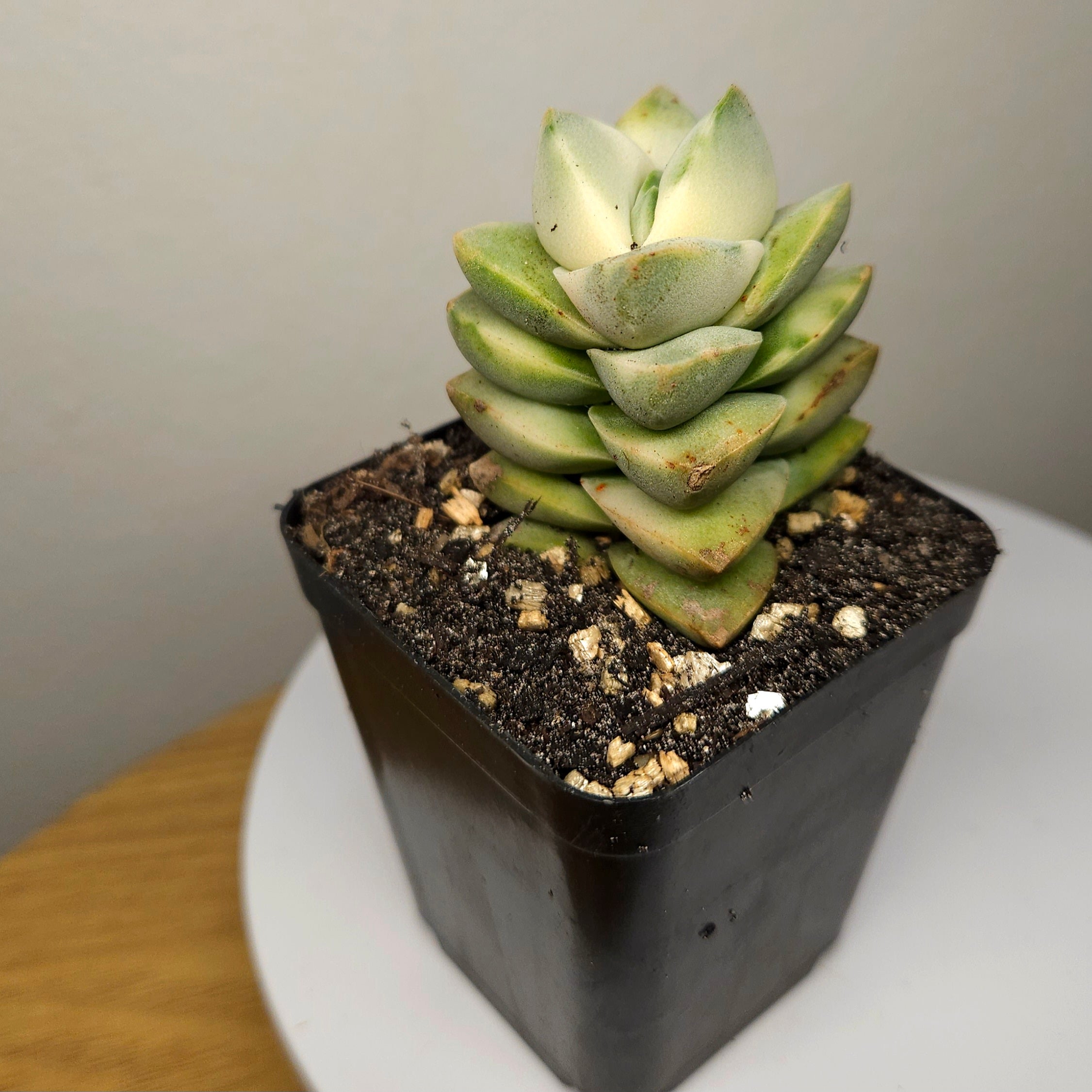 Crassula Moonglow Variegated