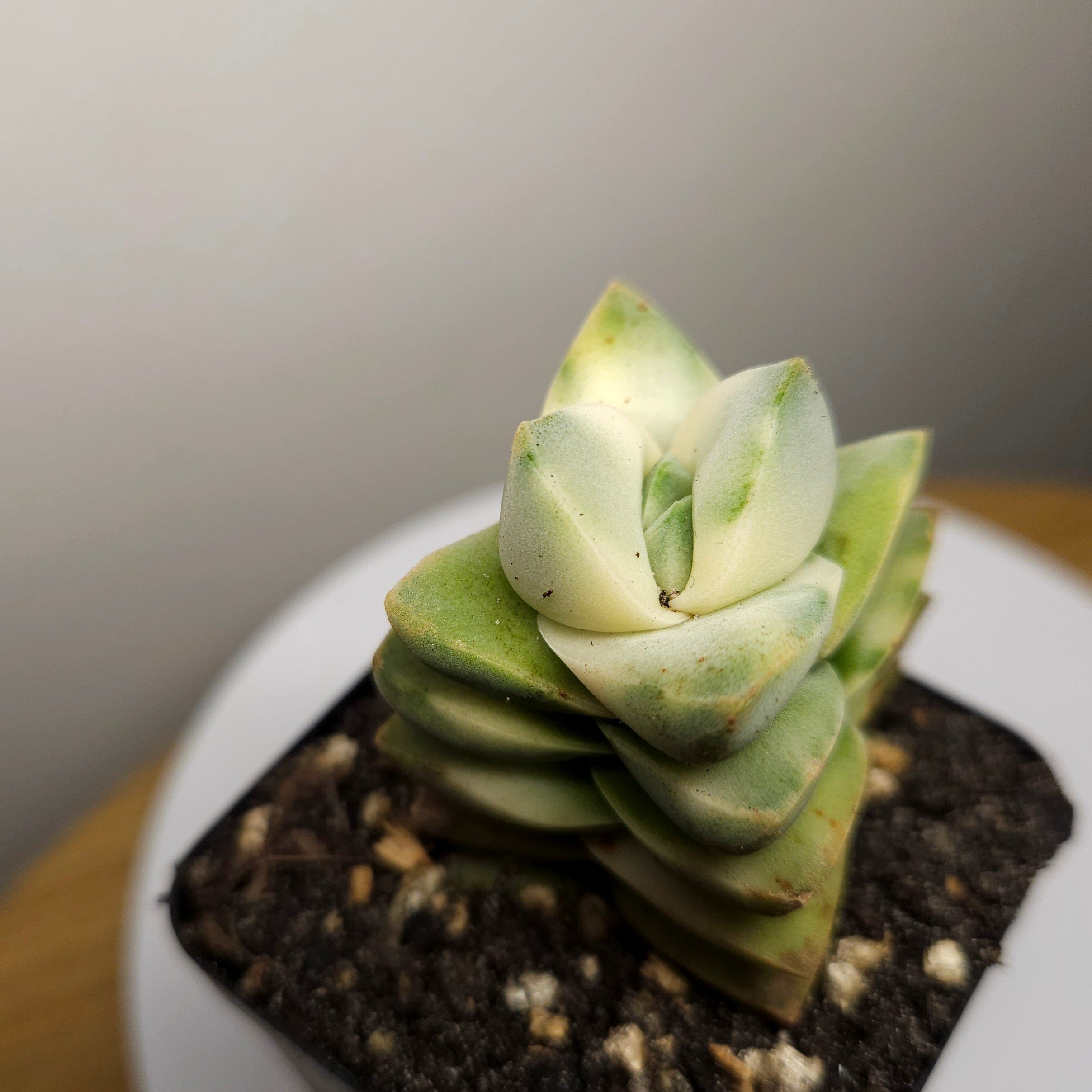 Crassula Moonglow Variegated