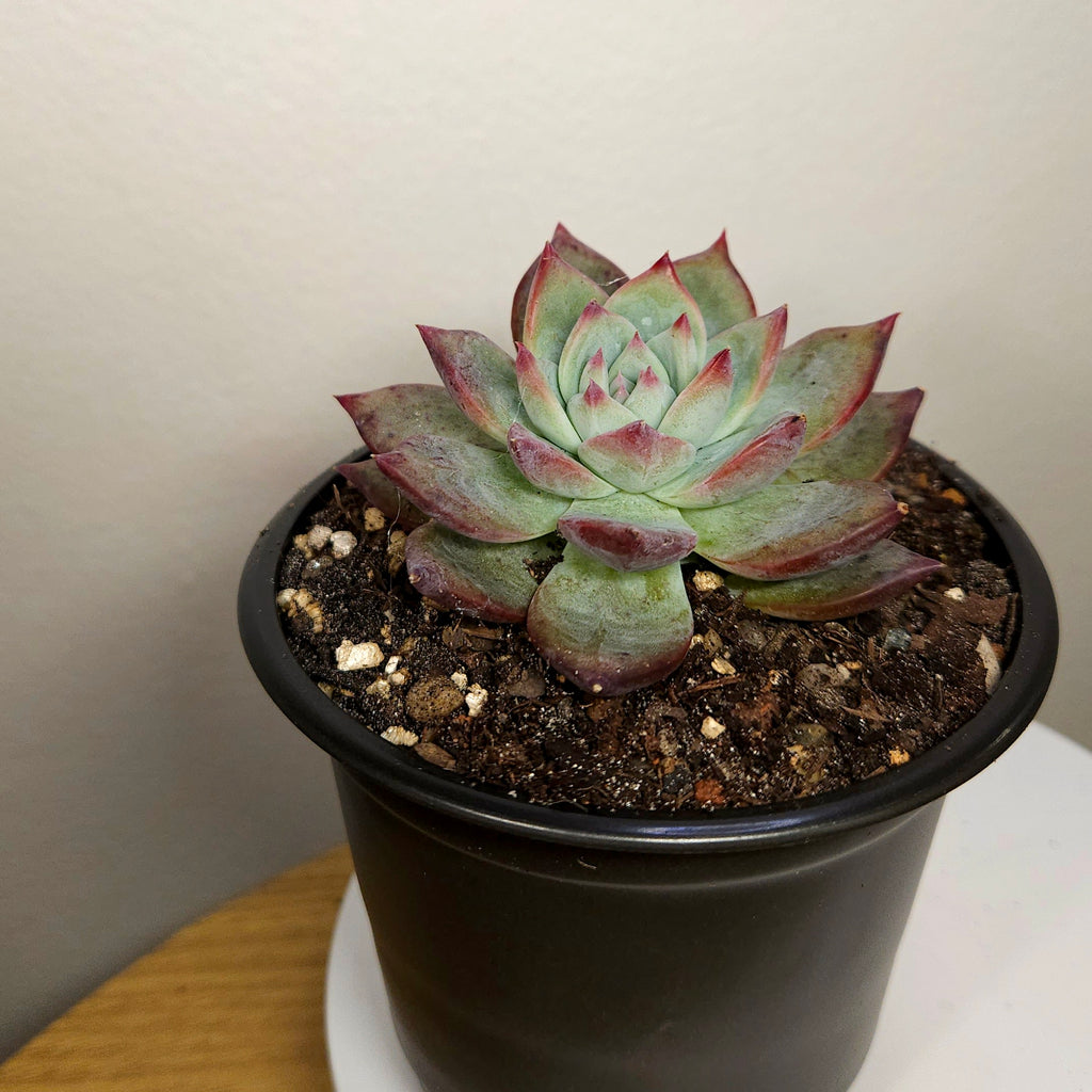 Echeveria Ratam