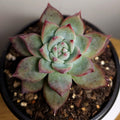 Echeveria Ratam