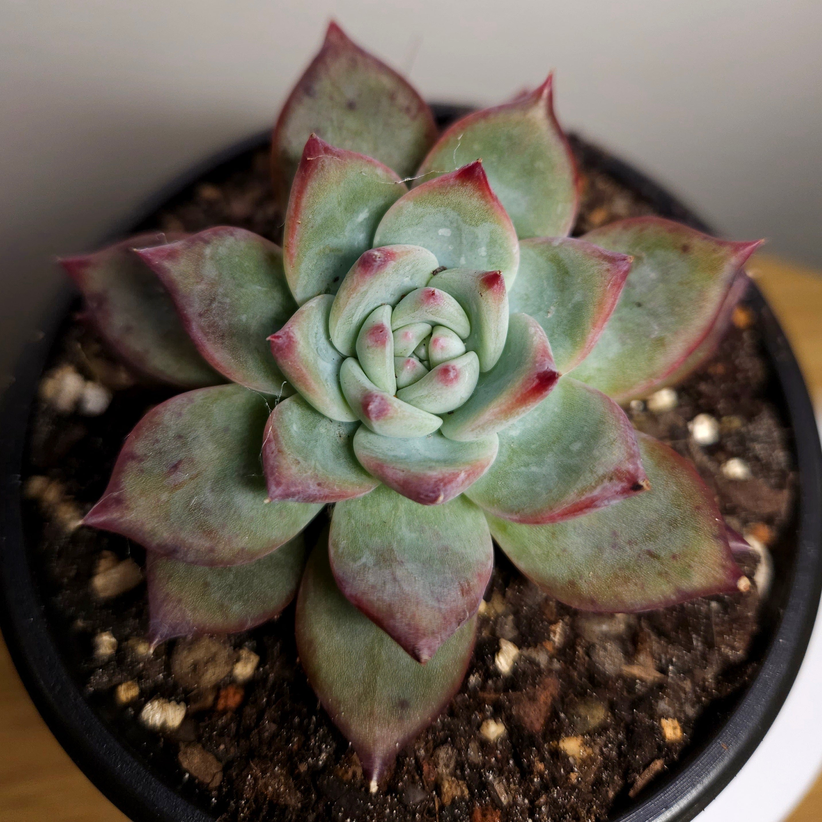 Echeveria Ratam