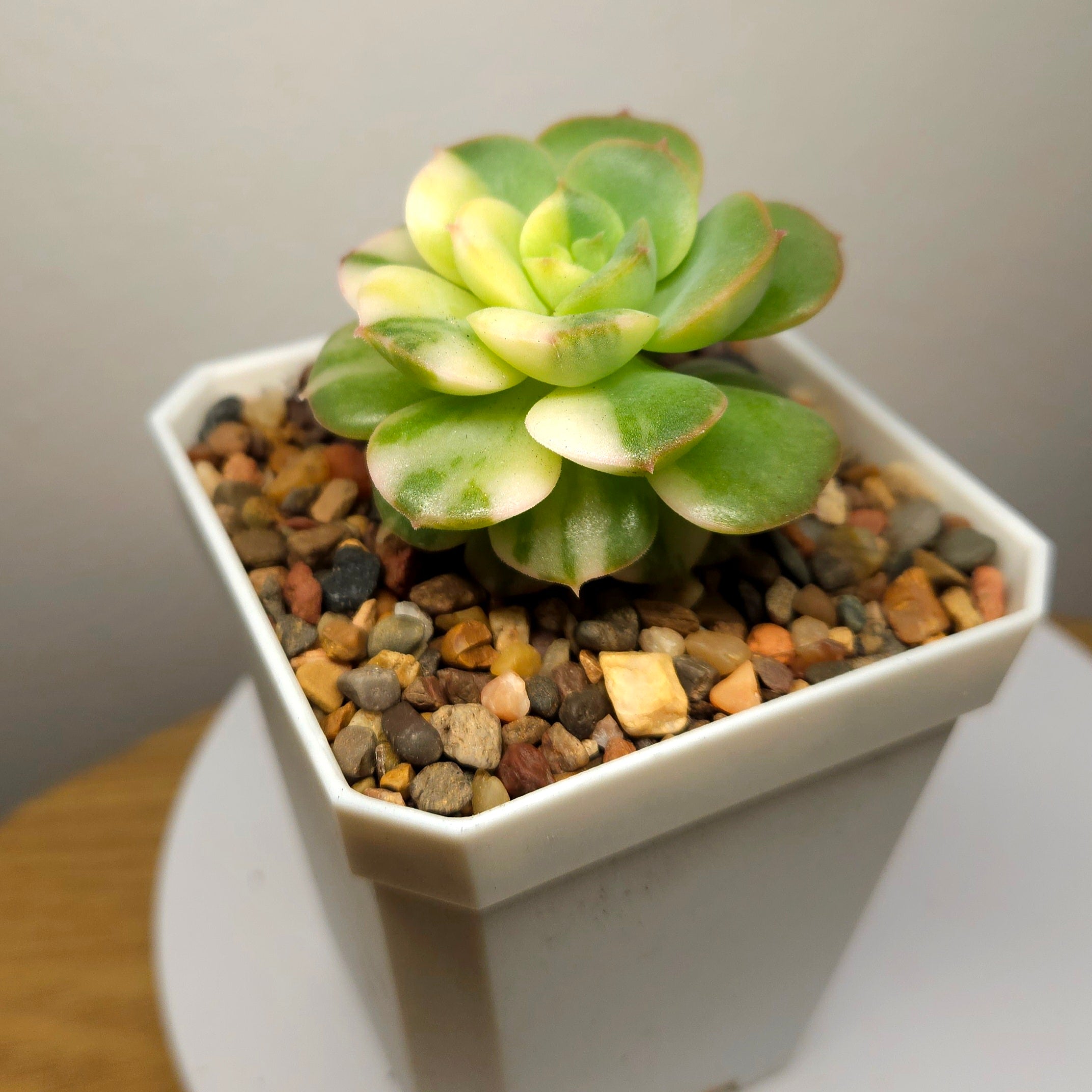 Echeveria Semnan Variegata