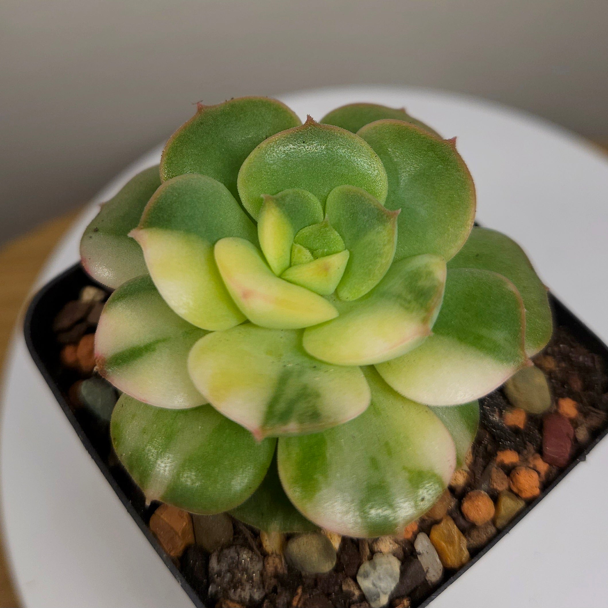 Echeveria Semnan Variegata