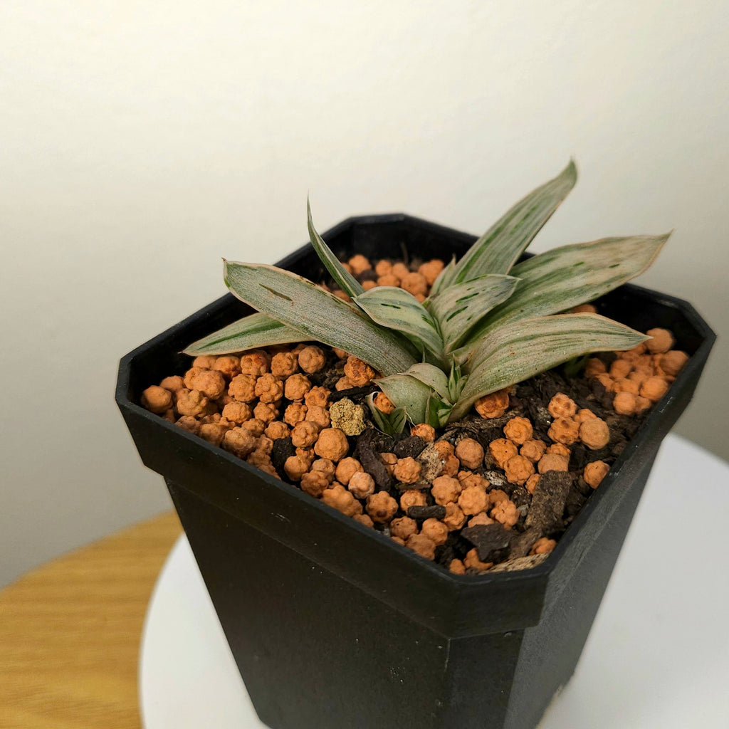 Gasteria Marble Variegated