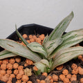 Gasteria Marble Variegated