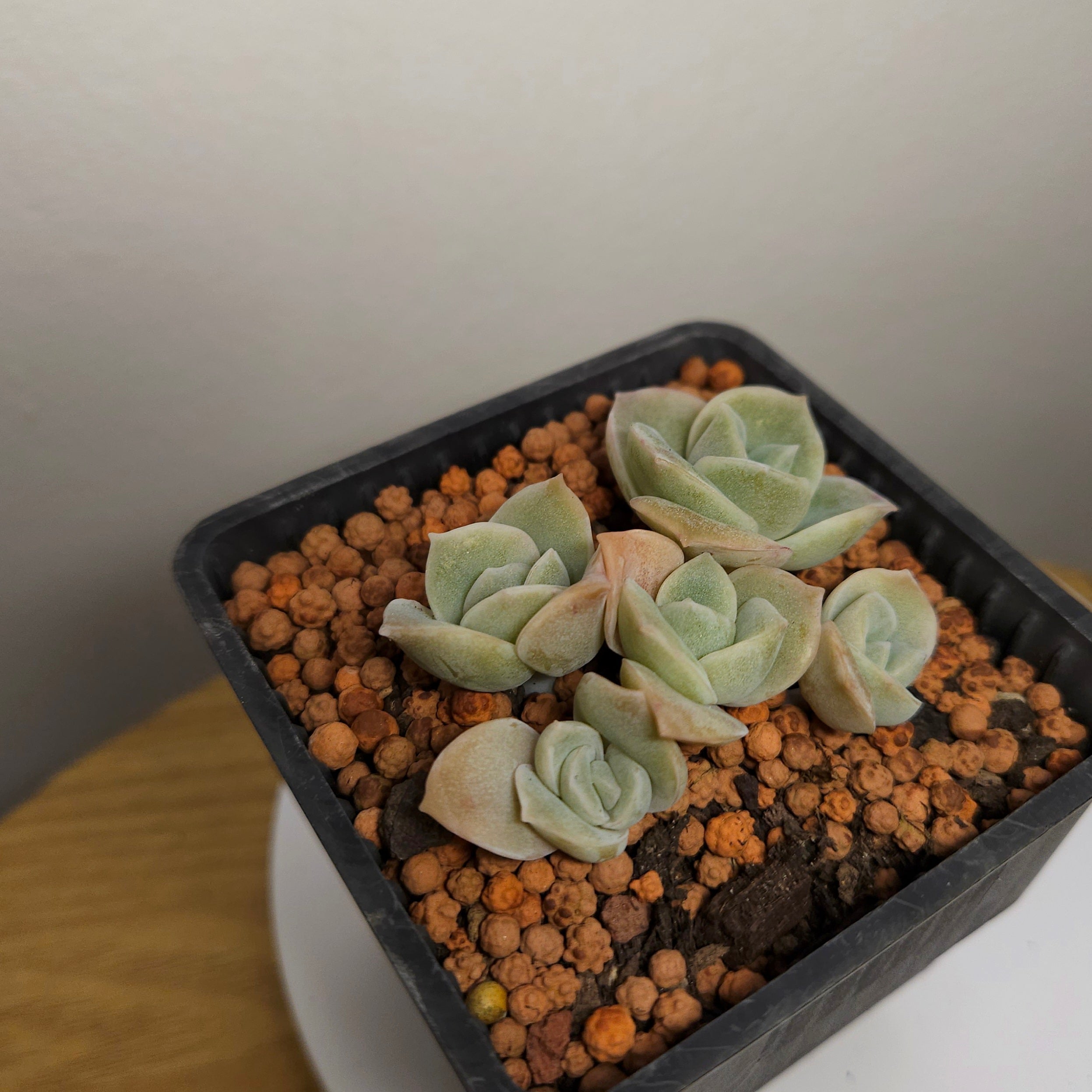Graptoveria Lovely Rose