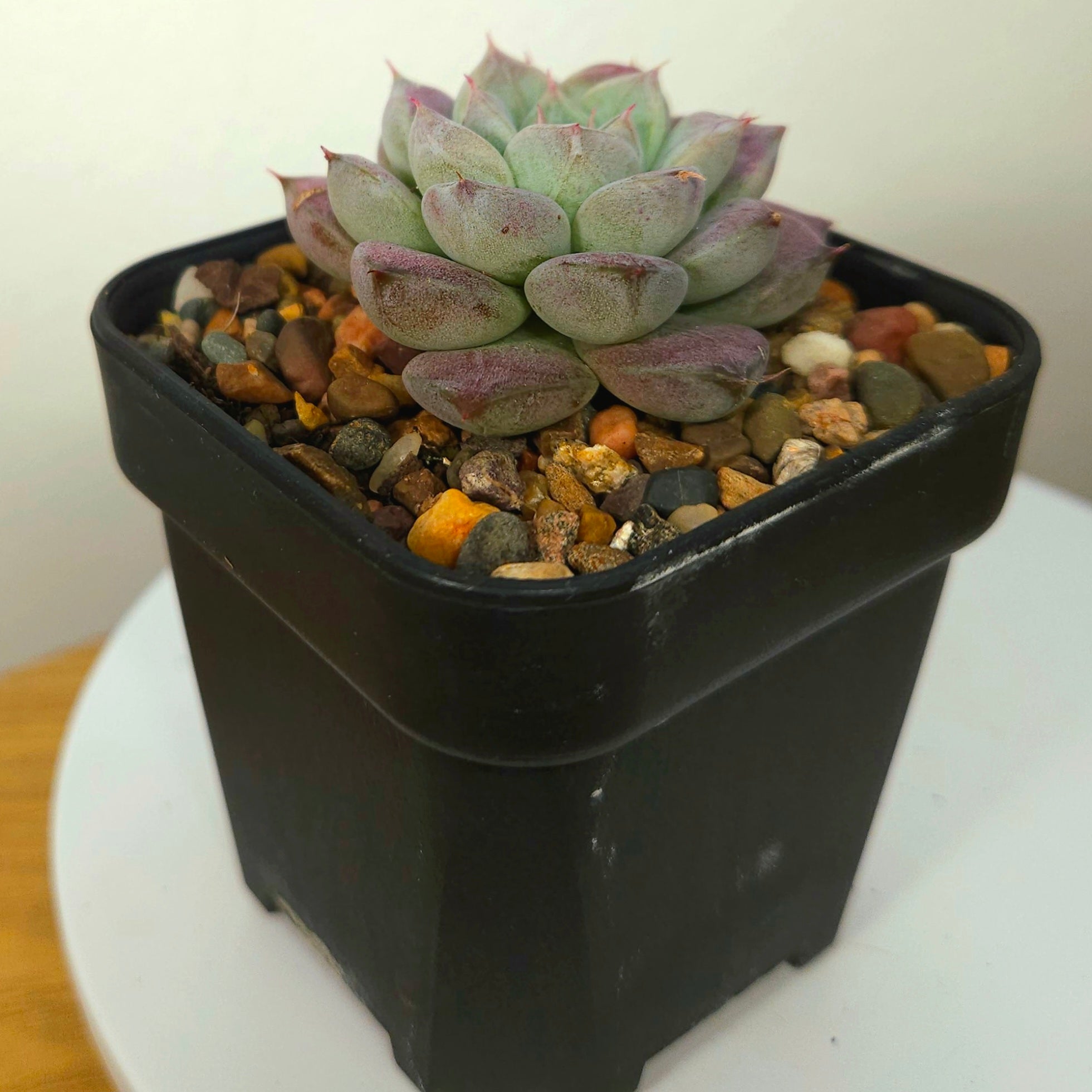 Echeveria Hoshikage
