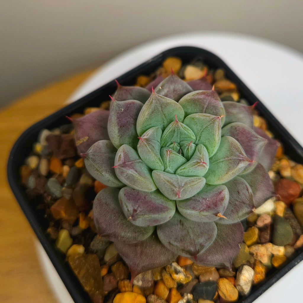 Echeveria Hoshikage
