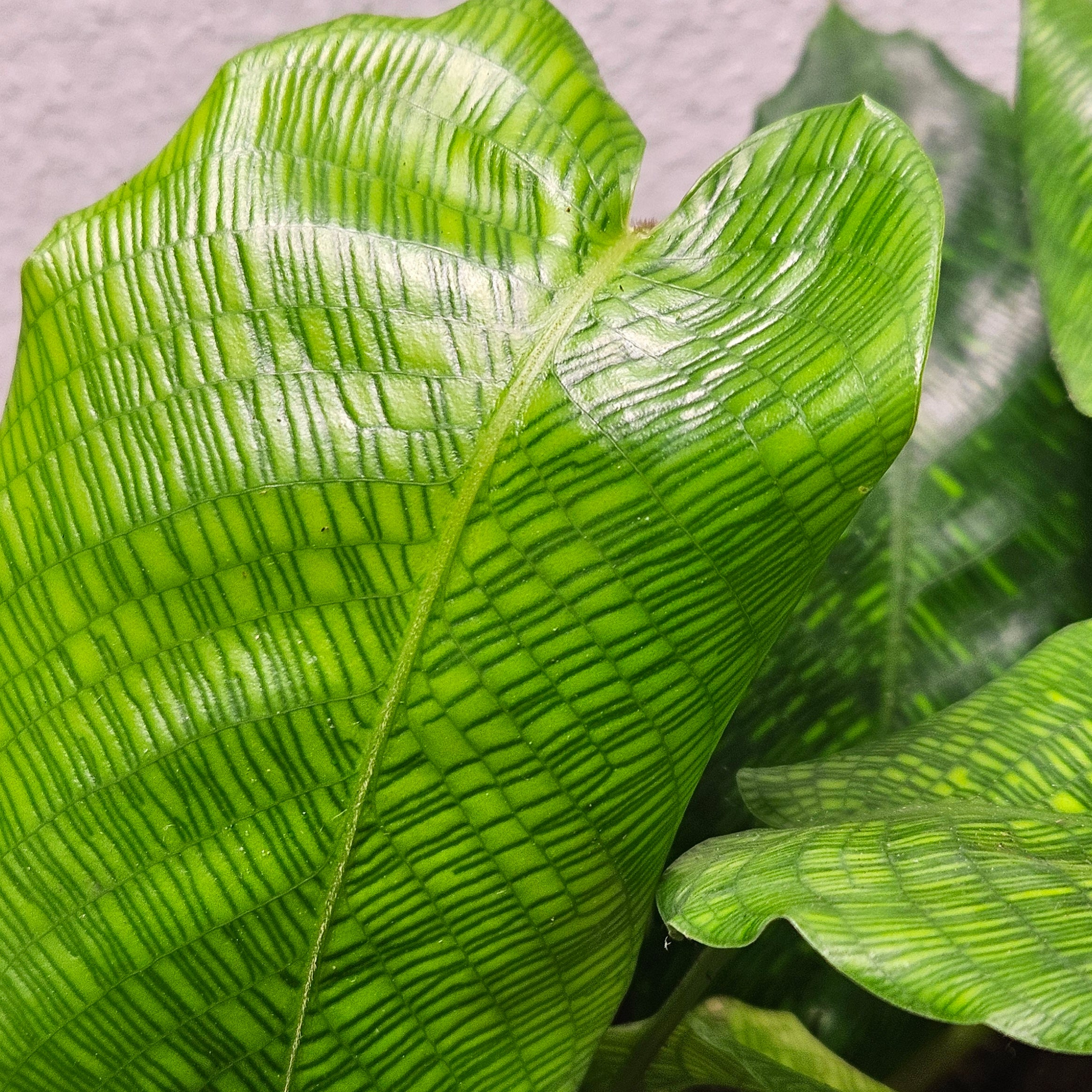 Calathea musaica – Rare Mosaic Foliage Indoor Plant