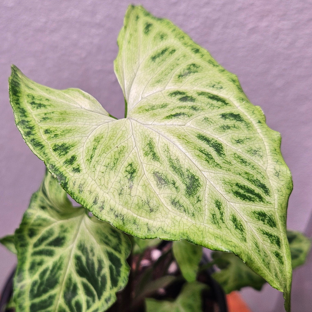 Syngonium Batik – Rare Patterned Arrowhead Plant