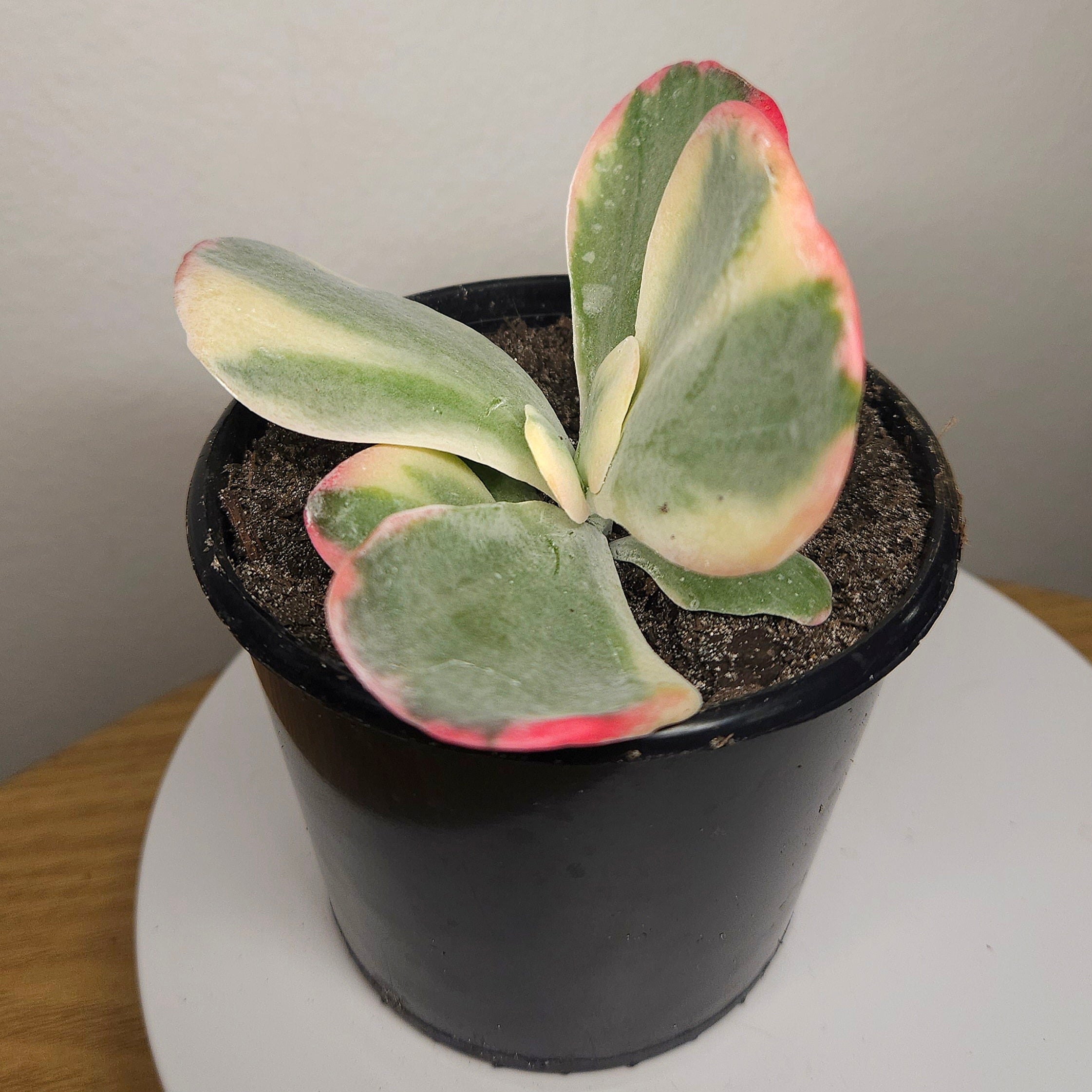 Kalanchoe Variegated Flapjack