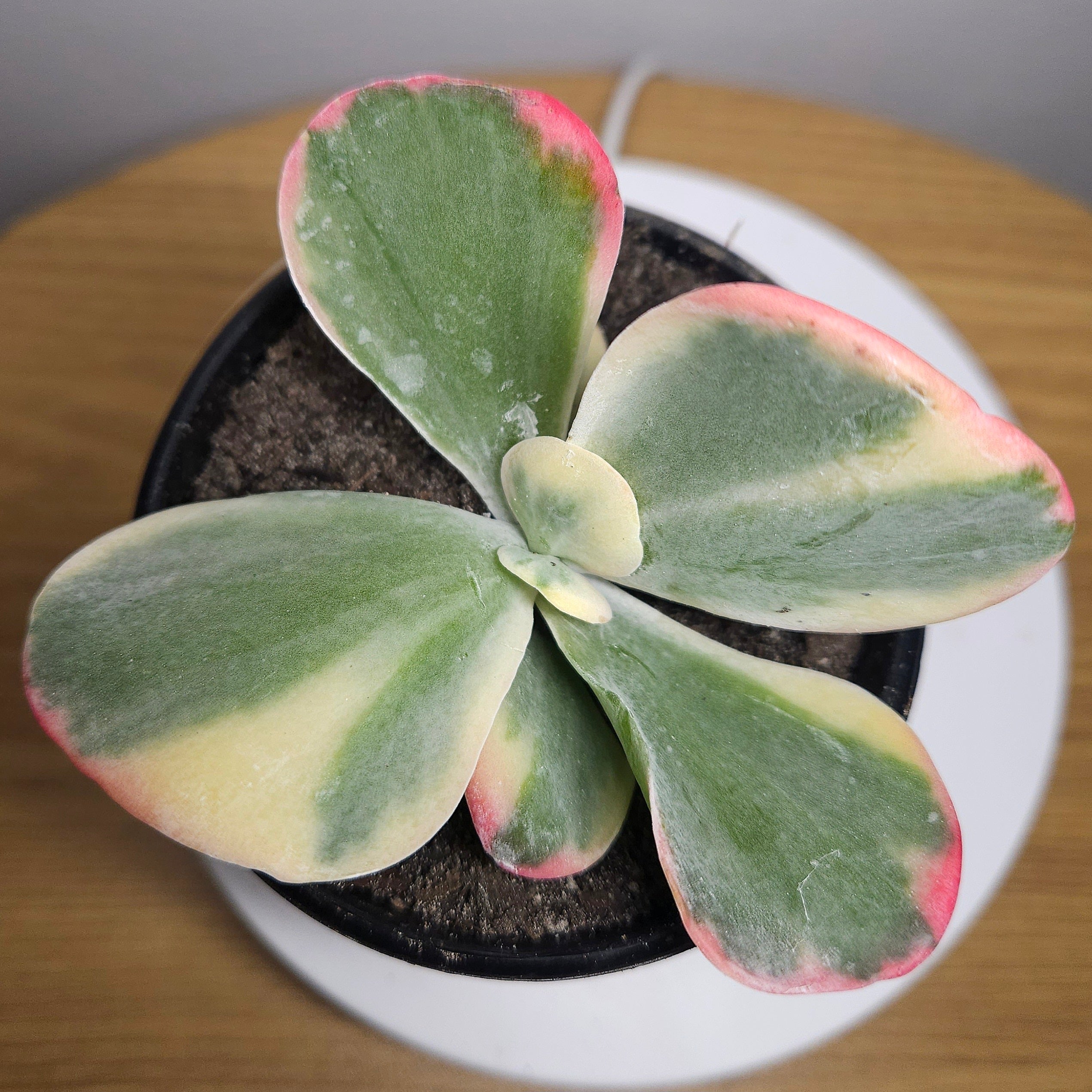 Kalanchoe Variegated Flapjack