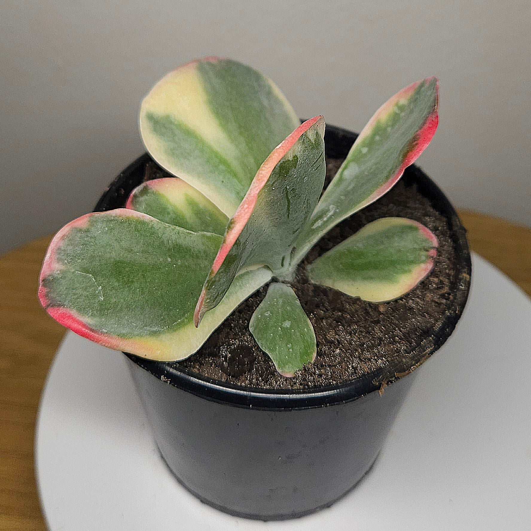 Kalanchoe Variegated Flapjack