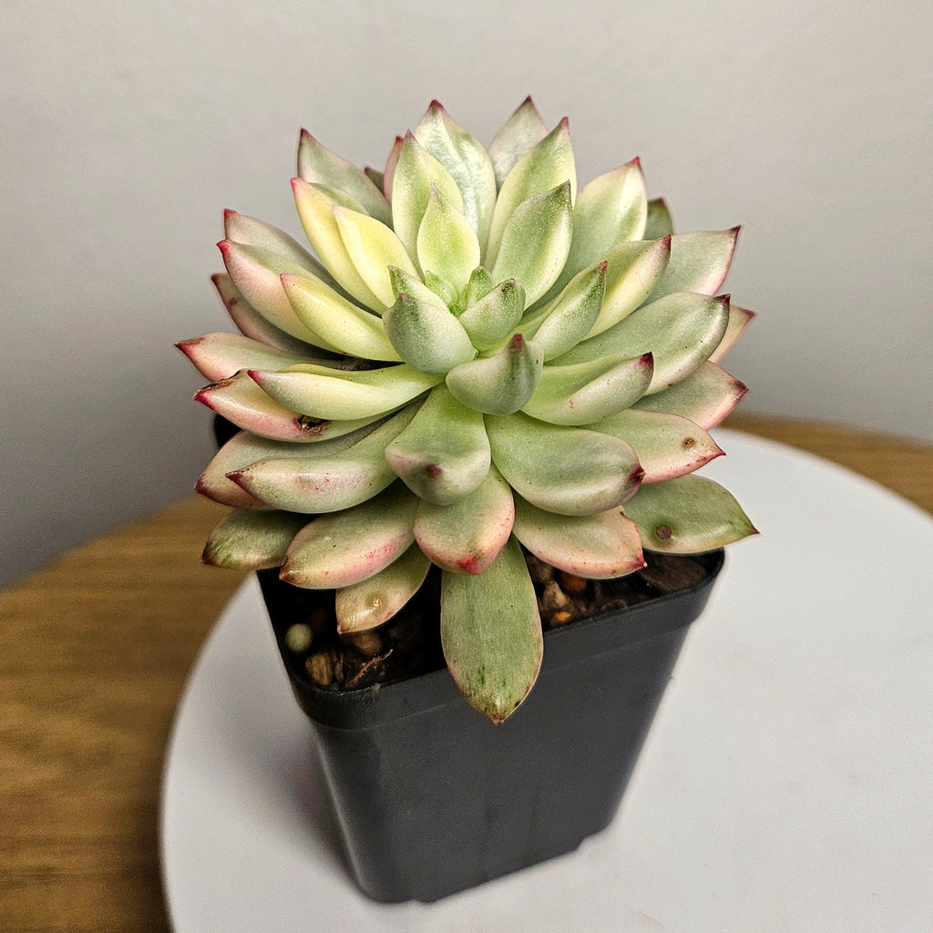 Echeveria Emerald Green Variegated – Rare Variegated Succulent