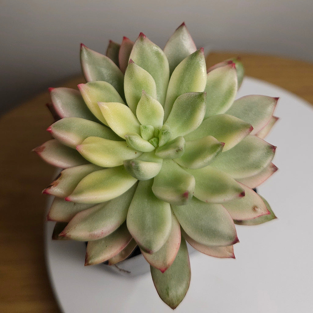Echeveria Emerald Green Variegated – Rare Variegated Succulent