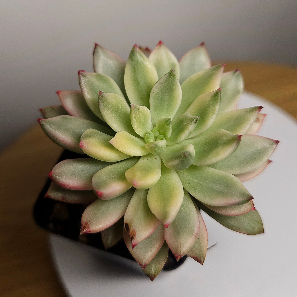Echeveria Emerald Green Variegated – Rare Variegated Succulent