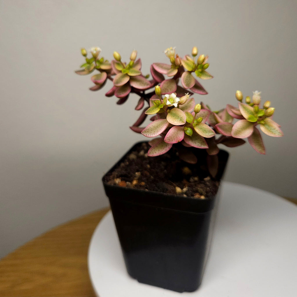 Crassula volkensii Variegated – Rare Variegated Succulent