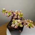 Crassula volkensii Variegated – Rare Variegated Succulent