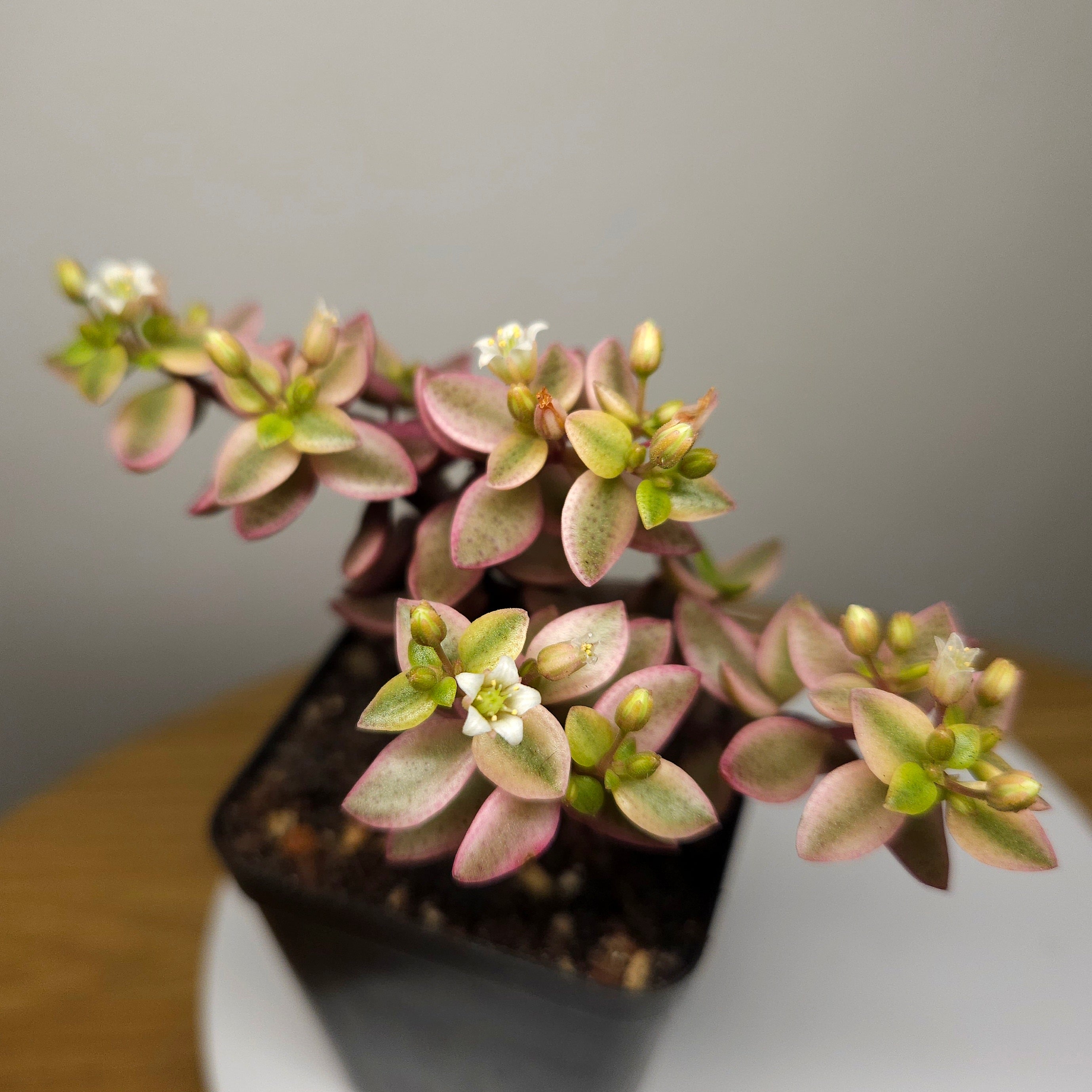 Crassula volkensii Variegated – Rare Variegated Succulent