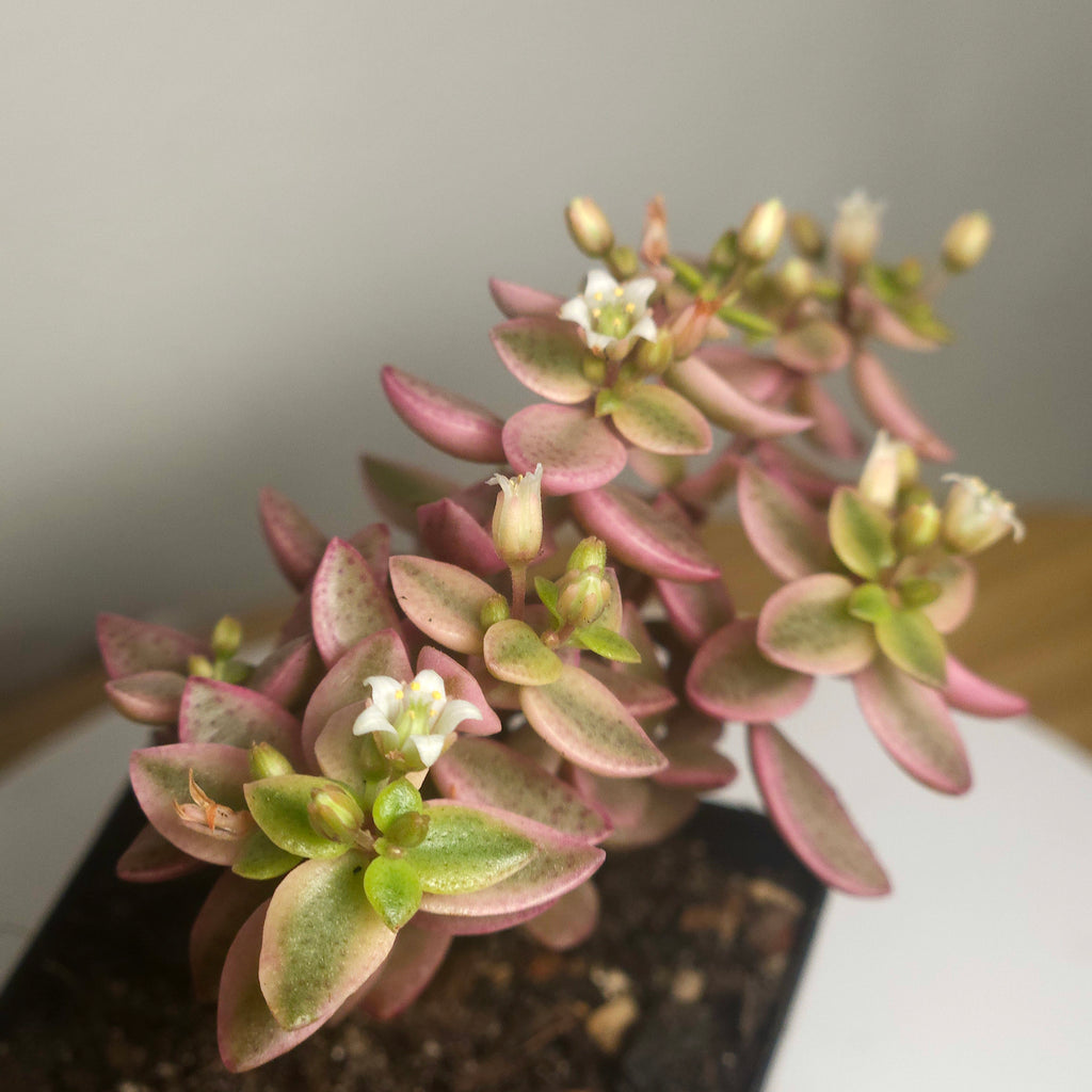 Crassula volkensii Variegated – Rare Variegated Succulent