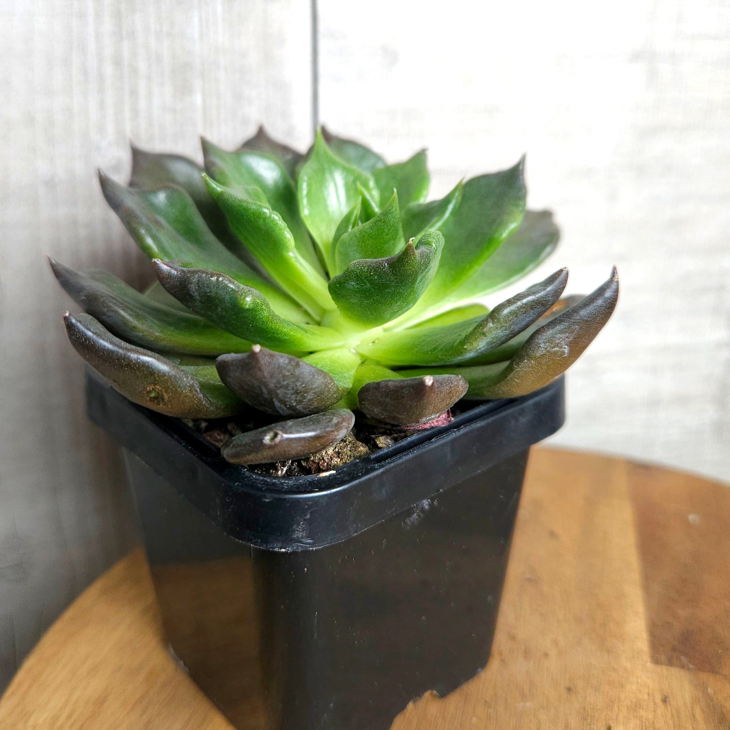 Echeveria Black Madiba