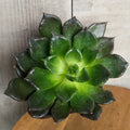 Echeveria Black Madiba