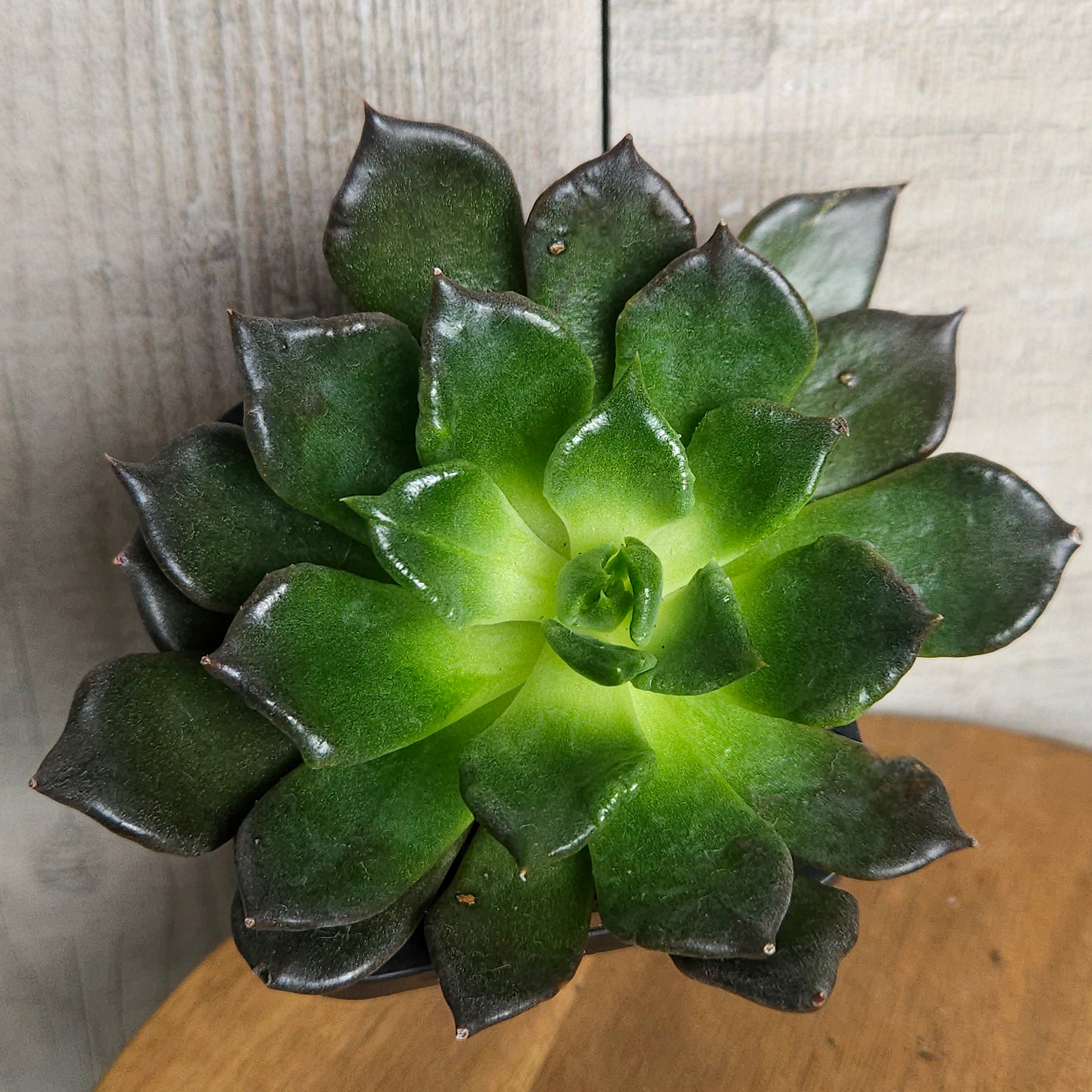 Echeveria Black Madiba