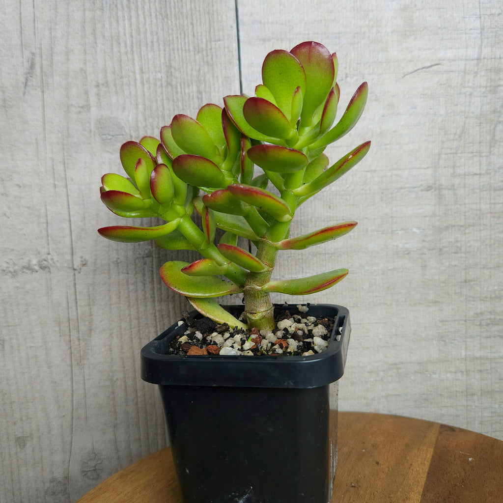 Crassula Hobbit