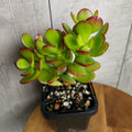 Crassula Hobbit