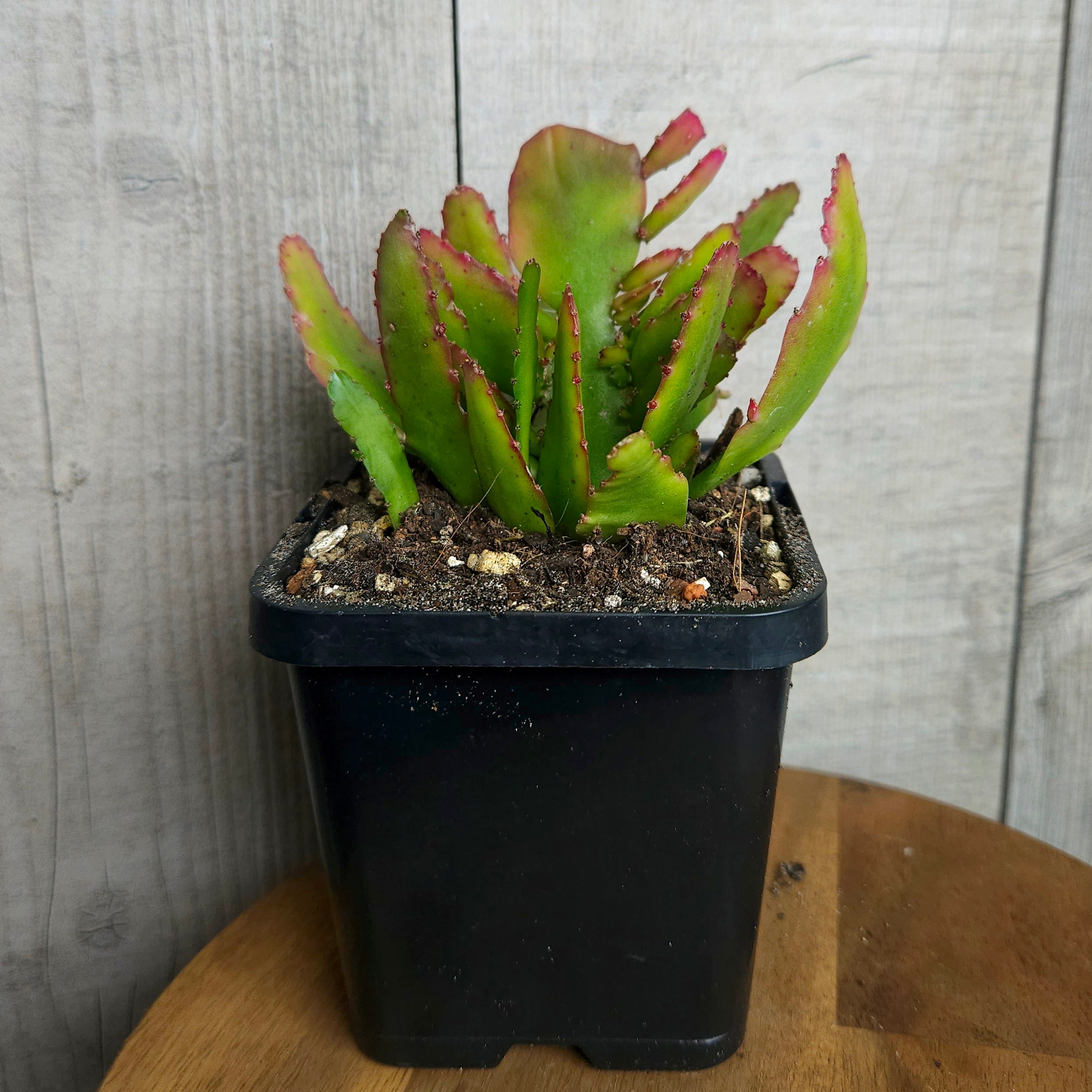 Rhipsalis Bits and Pieces