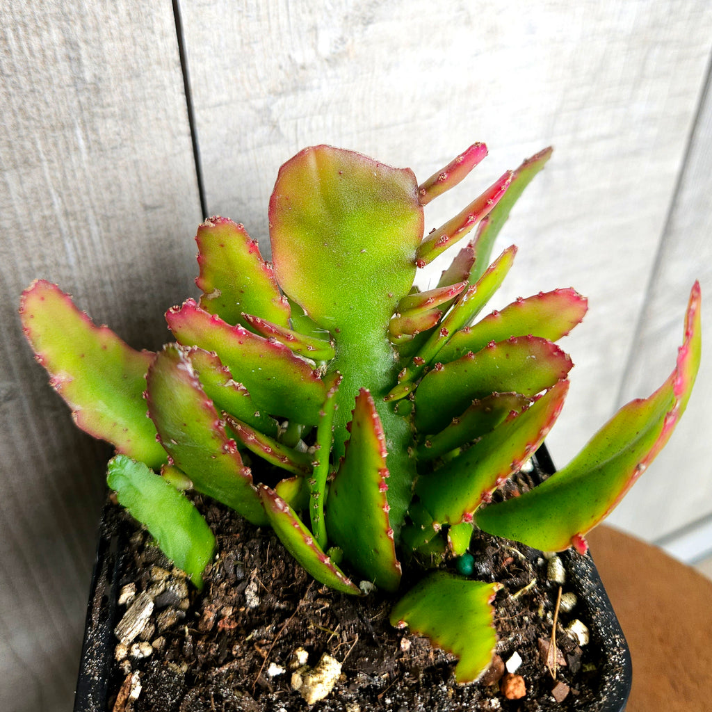 Rhipsalis Bits and Pieces