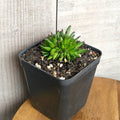 Sempervivum Pittoni
