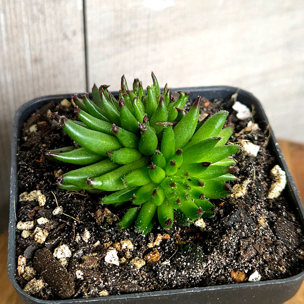 Sempervivum Pittoni