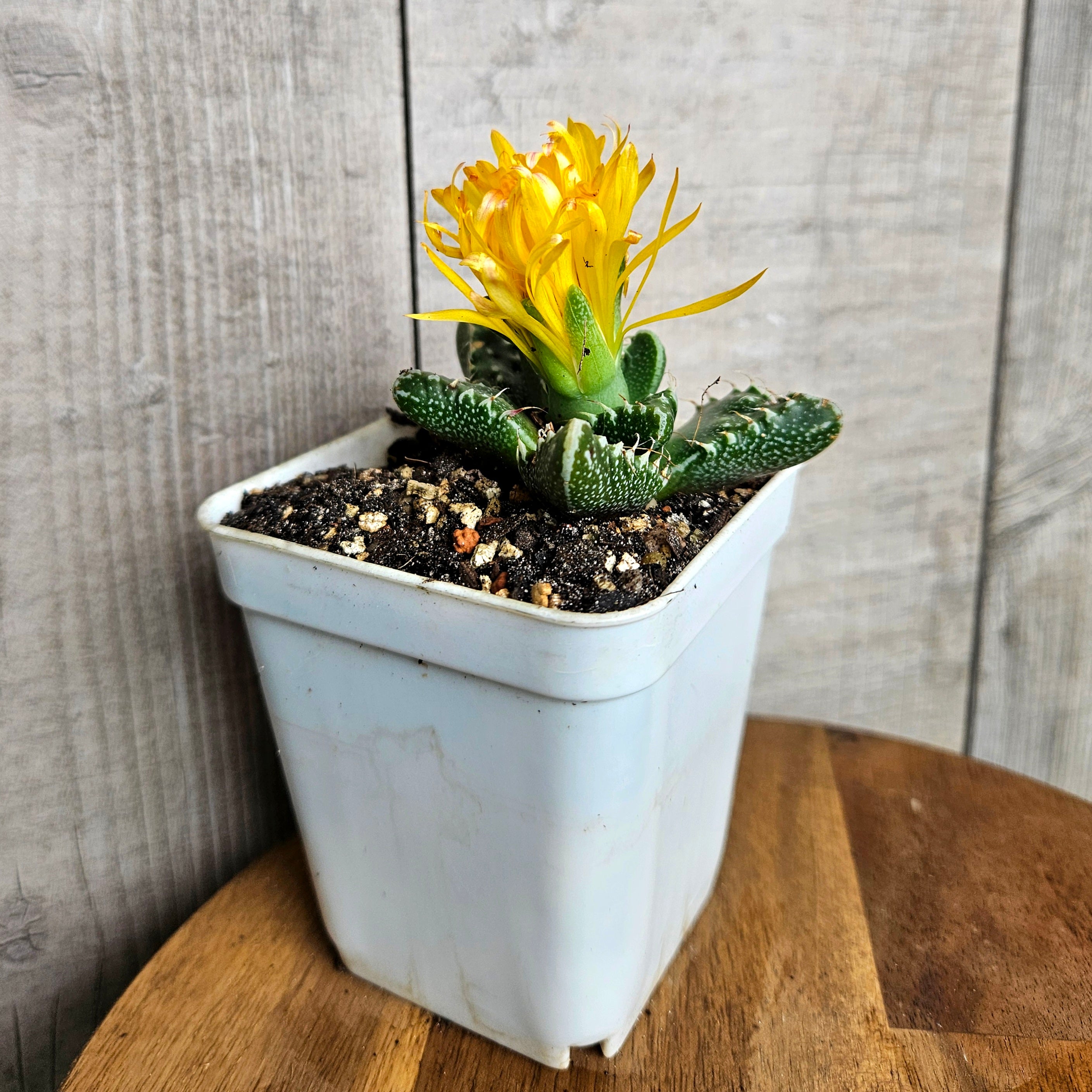 Faucaria Tiger's Jaw