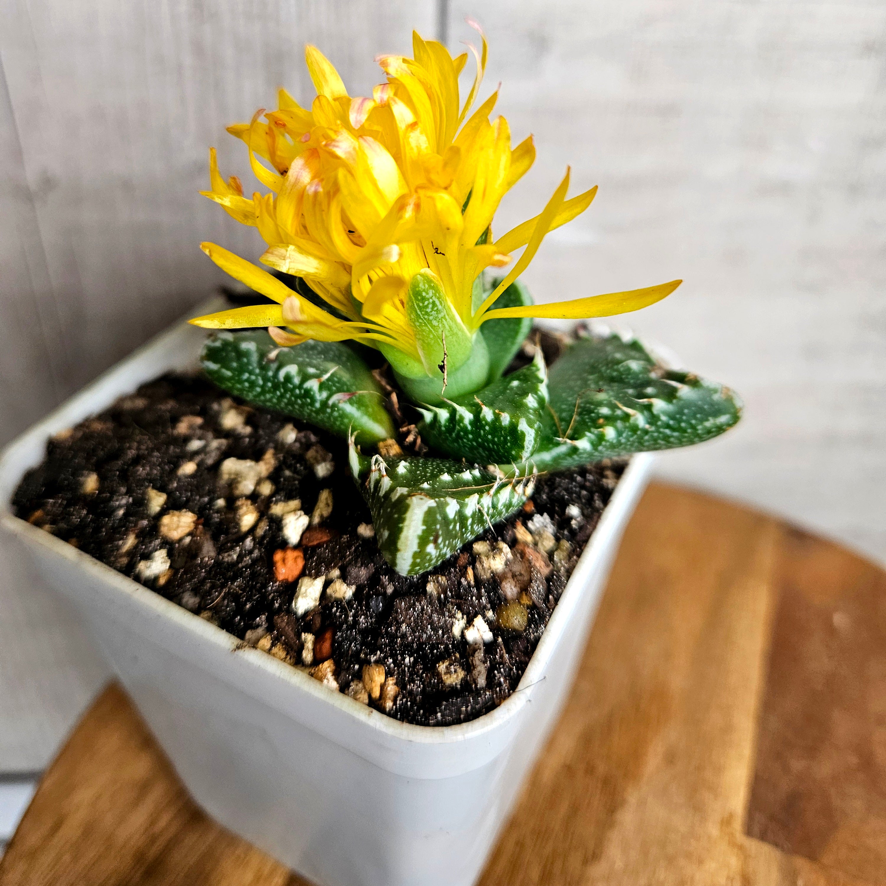 Faucaria Tiger's Jaw