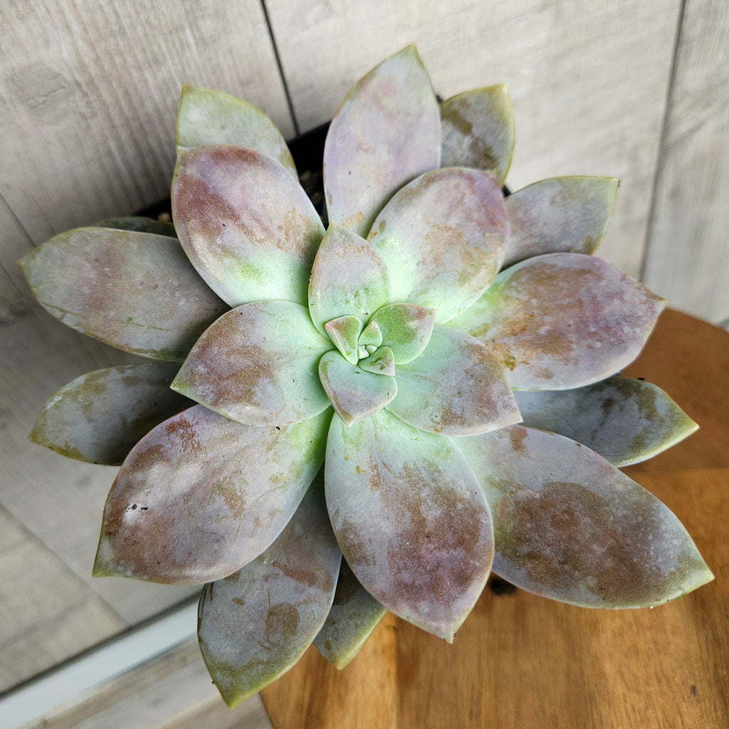 Graptopetalum Pentandrum ssp. Superbum